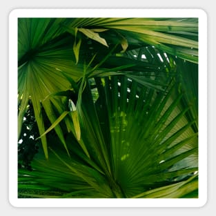 Palm tree - tropical green - nature photography Magnet